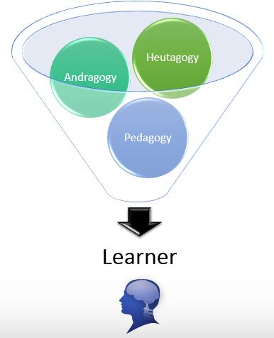 andragogy